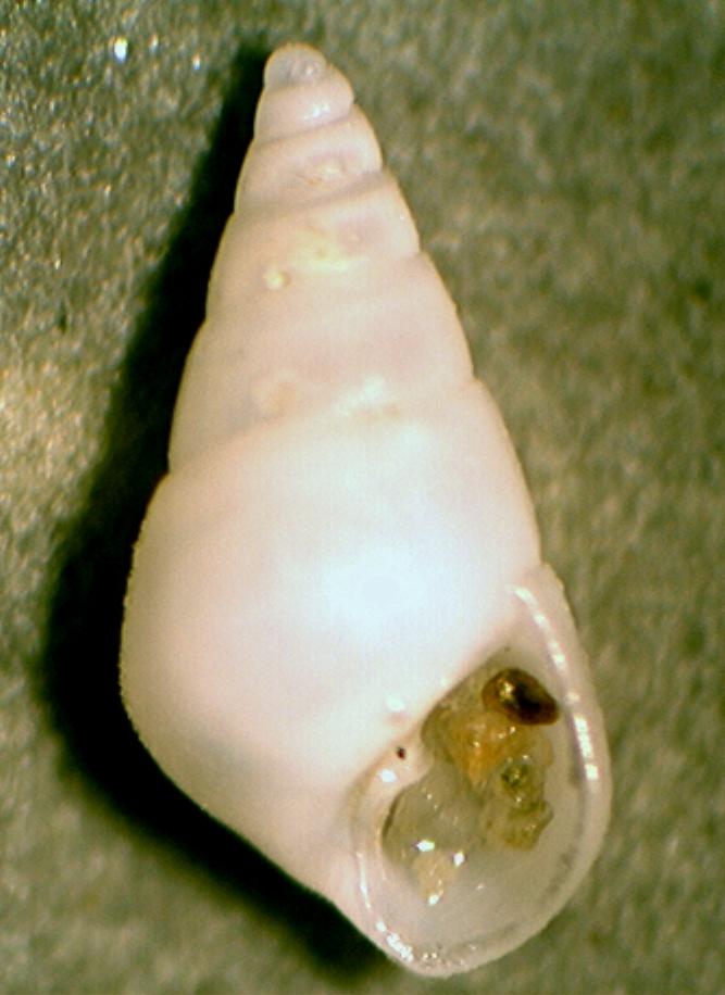 Odostomia